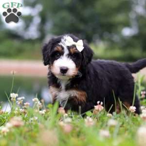Anne, Mini Bernedoodle Puppy